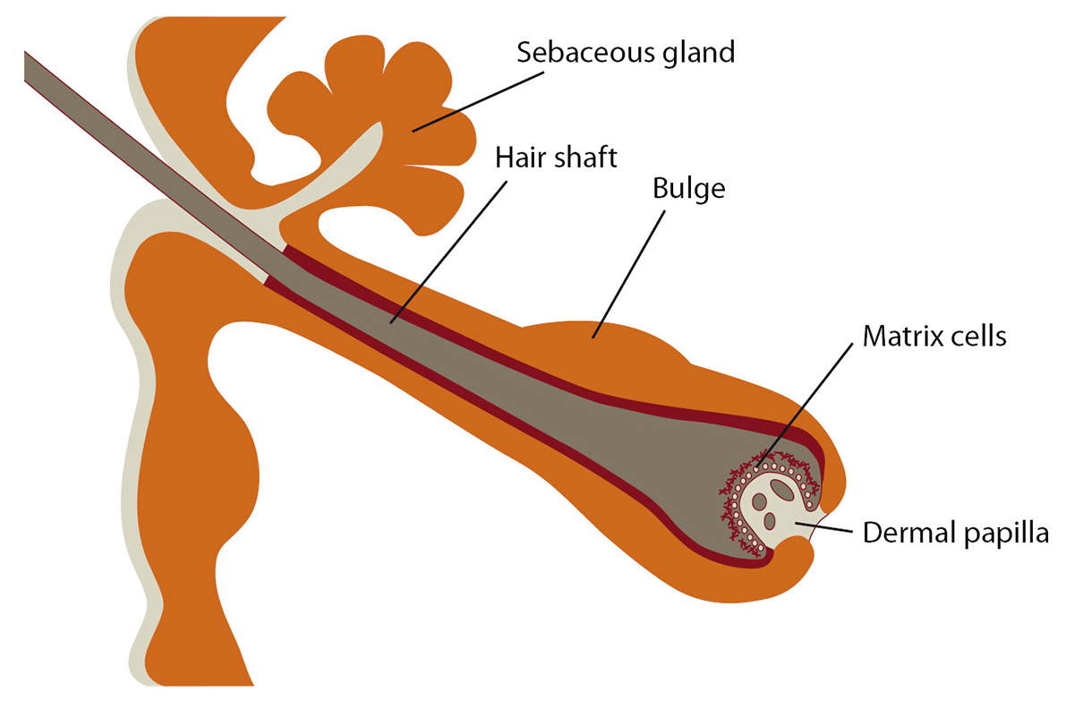 microneedling for hair loss